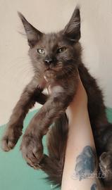 Maine coon pronti subito
