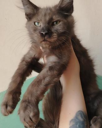 Maine coon pronti subito