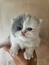 Gatto persiano ipertipico 1