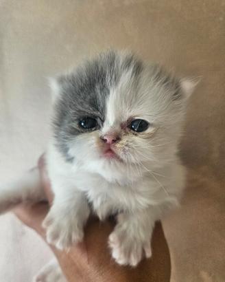 Gatto persiano ipertipico 1