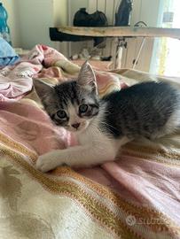 Gattino maschio
