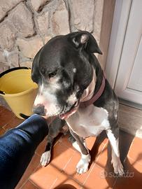 Pitbull blu nose