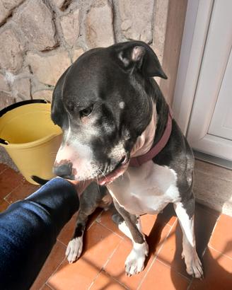 Pitbull blu nose
