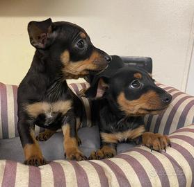 Cuccioli allevati da noi ( pinscher)