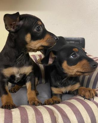 Cuccioli allevati da noi ( pinscher)