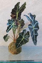 KOKEDAMA con Alocasia