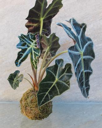 KOKEDAMA con Alocasia