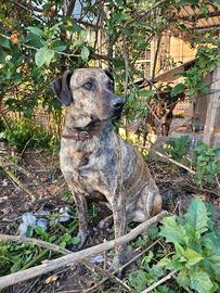 Mix di tenerezza e fedeltà