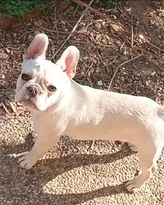 Cucciola Bulldog Francese