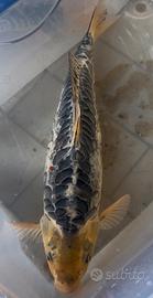 Carpa koi Aragone