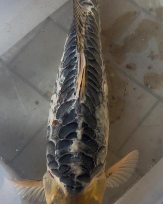 Carpa koi Aragone