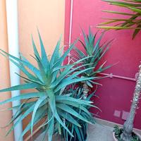 Pianta aloe  grande da giardino