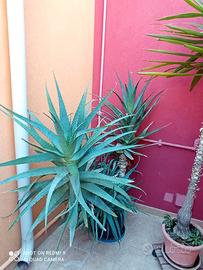 Pianta aloe  grande da giardino