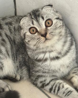Scottish cucciola di 3 mesi e subito disponibile