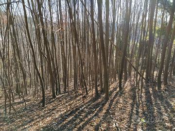 Conco:Superfici boscate /Terreno agricolo 8898 mq