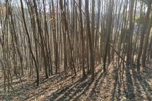 Conco:Superfici boscate /Terreno agricolo 8898 mq