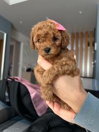 Barboncina Toy 2 mesi