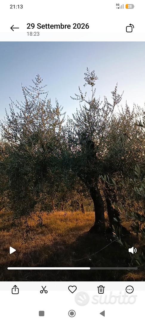 Oliveto Secolare - Vista 2