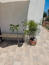 finger lime e noce