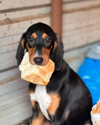 4 CUCCIOLI simpaticissimi e coccoloni in canile