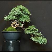 BONSAI di ginepro giapponese SONARE- 28x38 cm 