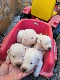 Cuccioli di Pastore Maremmano