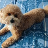 Cucciolo di maltipoo