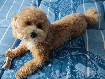 Cucciolo di maltipoo