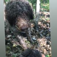 Lagotto romagnolo