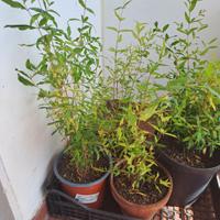 piante melograno