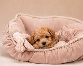 Maltipoo Mini Toy disponibili subito