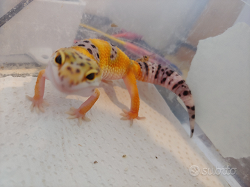 Geco leopardino