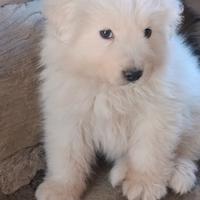 Pastore abruzzese maremmano