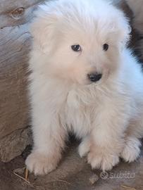 Pastore abruzzese maremmano