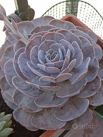 Pianta echeveria gigante 