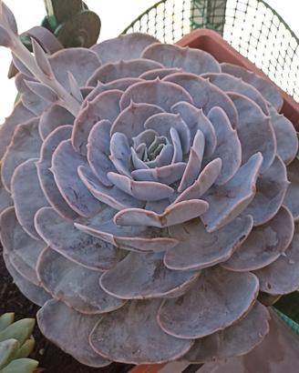 Pianta echeveria gigante 
