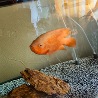 Astronotus ocellatus