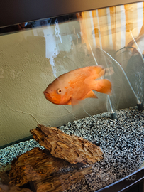 Astronotus ocellatus