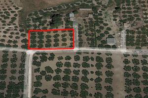 Castelvetrano Uliveto In Contrada Giallonghi