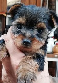 Yorkshire cuccioli