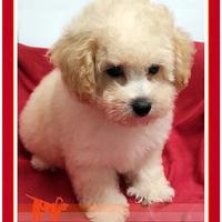 Cuccioli di MALTIPOO