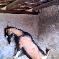 Becco camoscio delle alpi