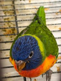 Lori Arcobaleno
