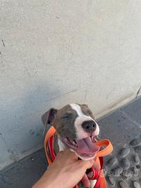 Cuccioli Amstaff blue