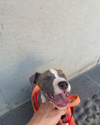Cuccioli Amstaff blue