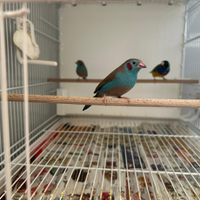 Diamante Cordon blu