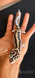 Geco Leopardino