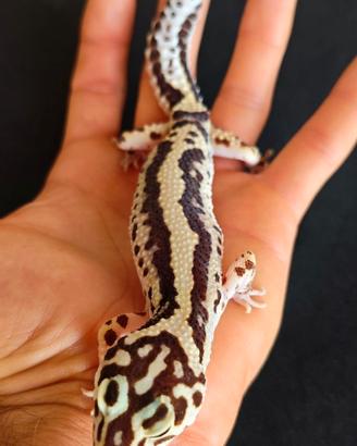 Geco Leopardino
