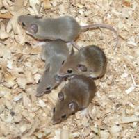 Mus Minutoides (topo pigmeo)