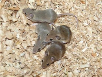 Mus Minutoides (topo pigmeo)